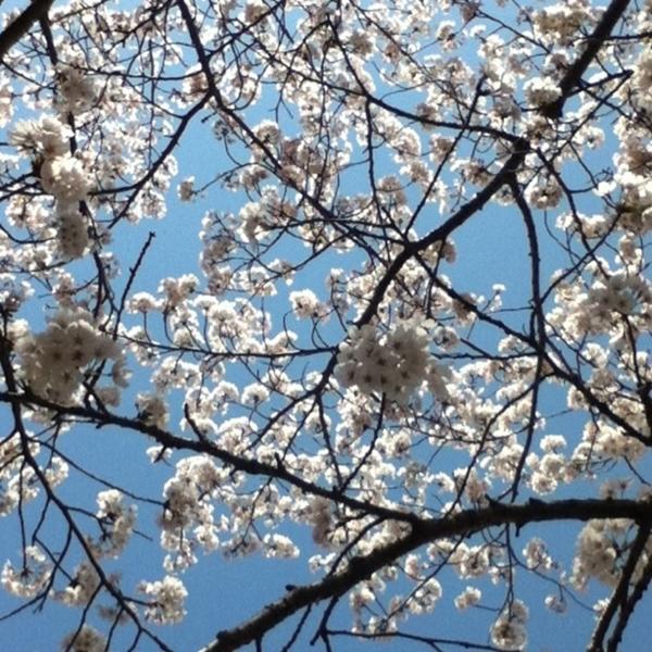 sakura.jpg sakura.jpg